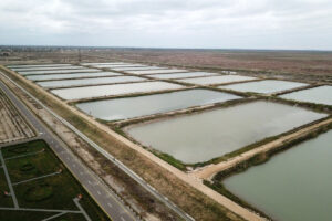 Yenikend Fish farm (Neftchala, Azerbaijan)